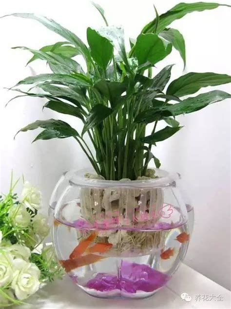 室內风水植物